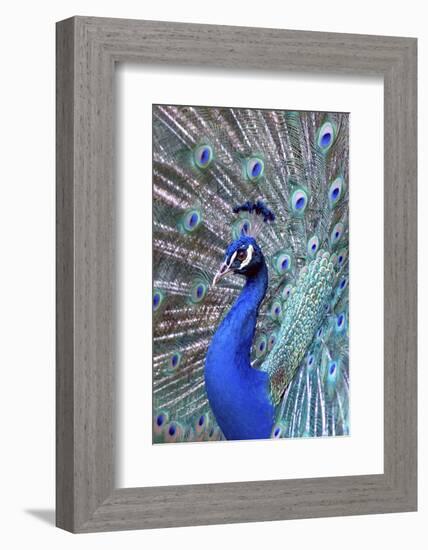 Costa Rica, Central America. India Blue Peacock displaying.-Karen Ann Sullivan-Framed Photographic Print