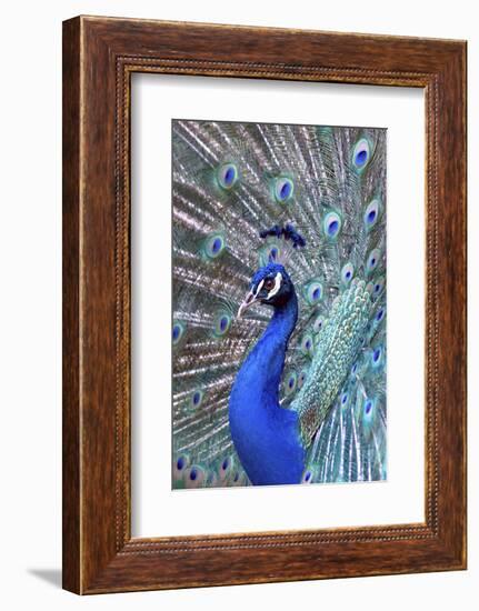 Costa Rica, Central America. India Blue Peacock displaying.-Karen Ann Sullivan-Framed Photographic Print