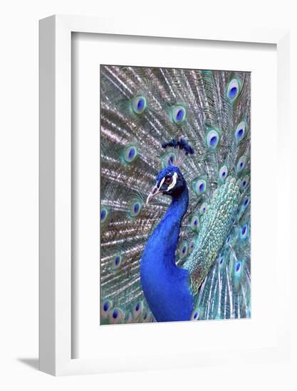 Costa Rica, Central America. India Blue Peacock displaying.-Karen Ann Sullivan-Framed Photographic Print