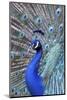 Costa Rica, Central America. India Blue Peacock displaying.-Karen Ann Sullivan-Mounted Photographic Print