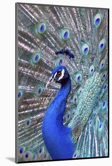 Costa Rica, Central America. India Blue Peacock displaying.-Karen Ann Sullivan-Mounted Photographic Print