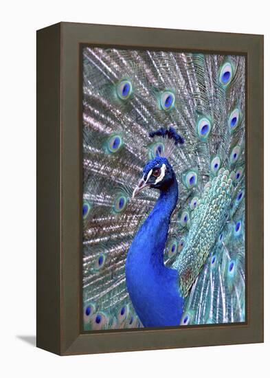 Costa Rica, Central America. India Blue Peacock displaying.-Karen Ann Sullivan-Framed Premier Image Canvas