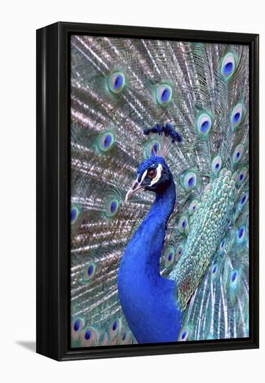 Costa Rica, Central America. India Blue Peacock displaying.-Karen Ann Sullivan-Framed Premier Image Canvas