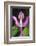 Costa Rica, Close Up of Pink Orchid in Lankester Botanical Gardens-Scott T. Smith-Framed Photographic Print