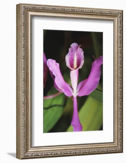 Costa Rica, Close Up of Pink Orchid in Lankester Botanical Gardens-Scott T. Smith-Framed Photographic Print