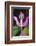 Costa Rica, Close Up of Pink Orchid in Lankester Botanical Gardens-Scott T. Smith-Framed Photographic Print