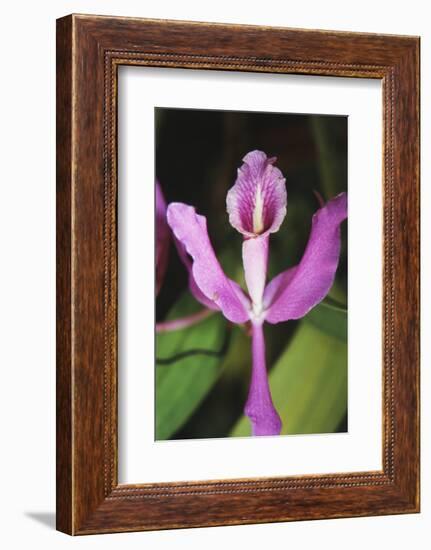 Costa Rica, Close Up of Pink Orchid in Lankester Botanical Gardens-Scott T. Smith-Framed Photographic Print