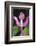 Costa Rica, Close Up of Pink Orchid in Lankester Botanical Gardens-Scott T. Smith-Framed Photographic Print