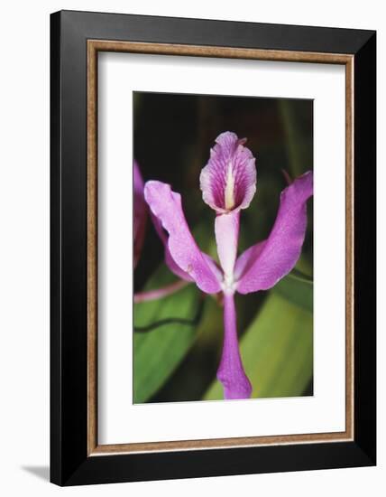 Costa Rica, Close Up of Pink Orchid in Lankester Botanical Gardens-Scott T. Smith-Framed Photographic Print