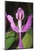 Costa Rica, Close Up of Pink Orchid in Lankester Botanical Gardens-Scott T. Smith-Mounted Photographic Print
