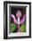 Costa Rica, Close Up of Pink Orchid in Lankester Botanical Gardens-Scott T. Smith-Framed Photographic Print