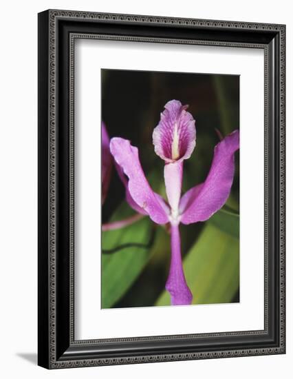 Costa Rica, Close Up of Pink Orchid in Lankester Botanical Gardens-Scott T. Smith-Framed Photographic Print