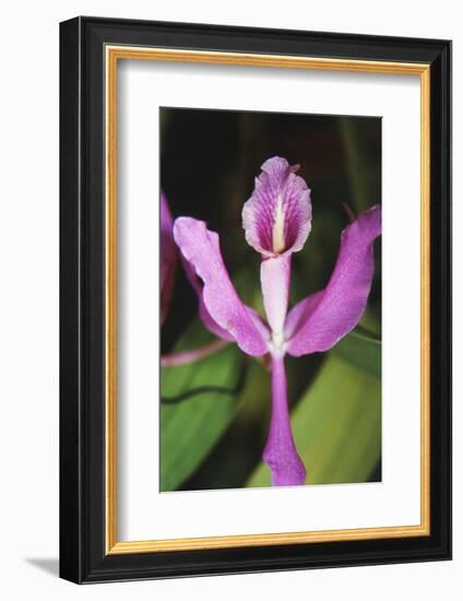 Costa Rica, Close Up of Pink Orchid in Lankester Botanical Gardens-Scott T. Smith-Framed Photographic Print