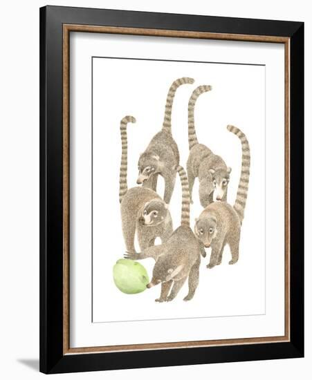 Costa Rica Coatis-Stacy Hsu-Framed Art Print