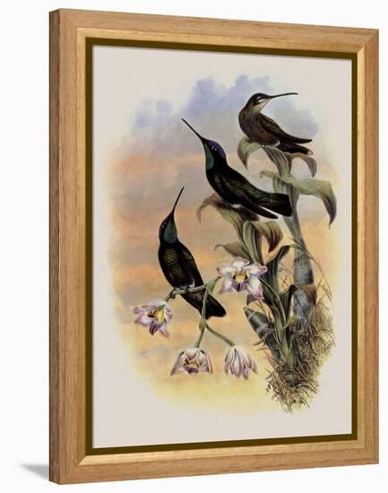 Costa Rica Hummingbird, Eugenes Spectabilis-John Gould-Framed Premier Image Canvas