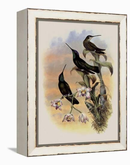 Costa Rica Hummingbird, Eugenes Spectabilis-John Gould-Framed Premier Image Canvas