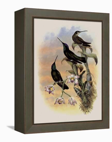 Costa Rica Hummingbird, Eugenes Spectabilis-John Gould-Framed Premier Image Canvas