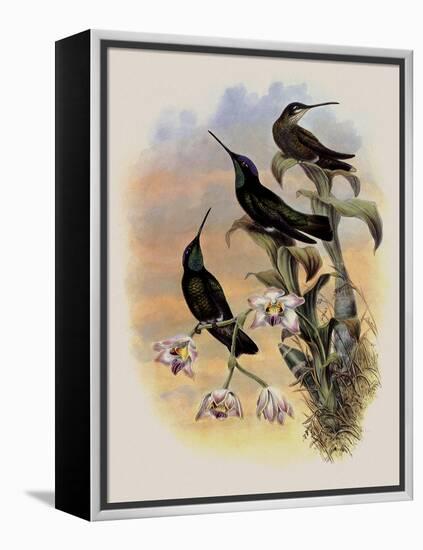 Costa Rica Hummingbird, Eugenes Spectabilis-John Gould-Framed Premier Image Canvas