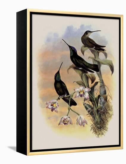 Costa Rica Hummingbird, Eugenes Spectabilis-John Gould-Framed Premier Image Canvas