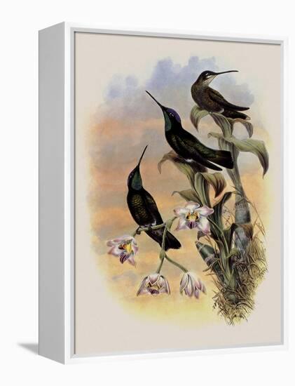 Costa Rica Hummingbird, Eugenes Spectabilis-John Gould-Framed Premier Image Canvas