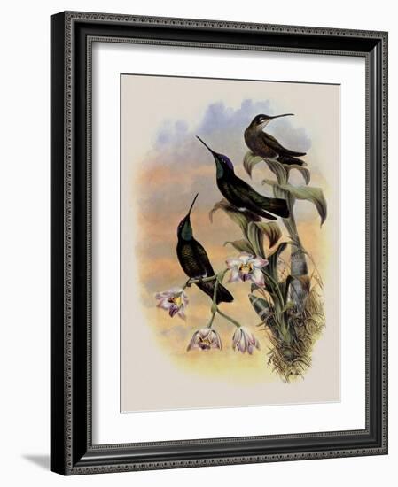 Costa Rica Hummingbird, Eugenes Spectabilis-John Gould-Framed Giclee Print