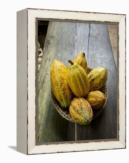 Costa Rica, La Virgen De Sarapiqui, Picked Cocoa Pods Used for Demonstration on How to Make Chocola-John Coletti-Framed Premier Image Canvas