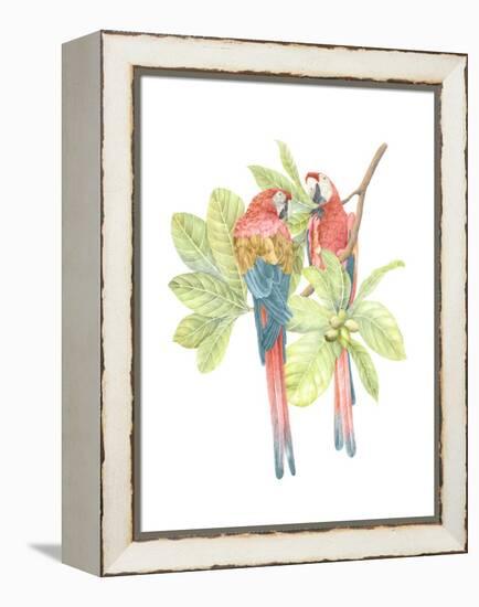 Costa Rica Macaws-Stacy Hsu-Framed Stretched Canvas