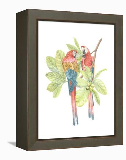 Costa Rica Macaws-Stacy Hsu-Framed Stretched Canvas