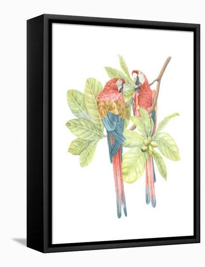 Costa Rica Macaws-Stacy Hsu-Framed Stretched Canvas