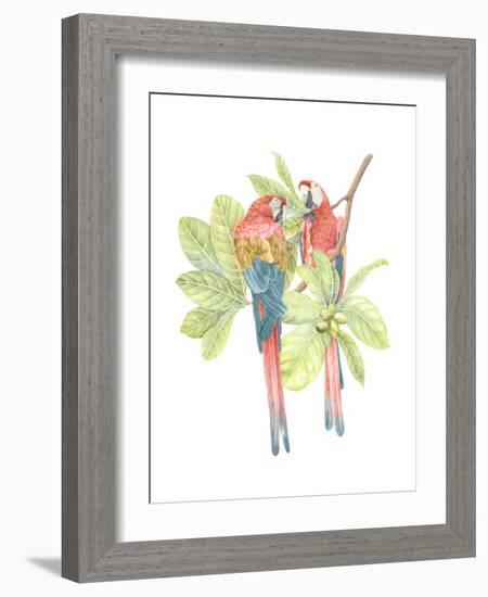 Costa Rica Macaws-Stacy Hsu-Framed Art Print