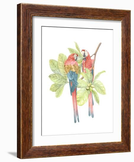 Costa Rica Macaws-Stacy Hsu-Framed Art Print