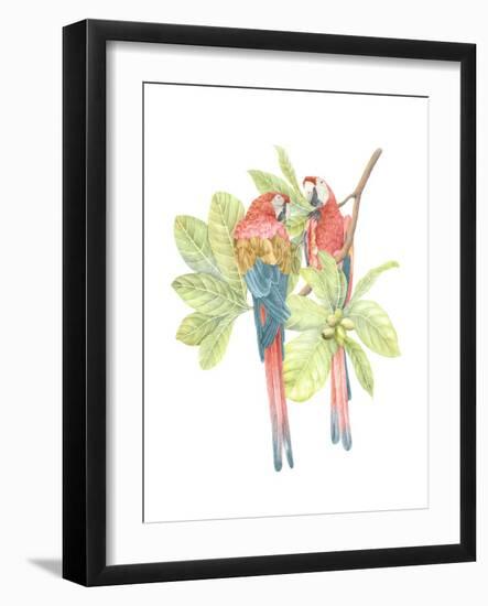 Costa Rica Macaws-Stacy Hsu-Framed Art Print
