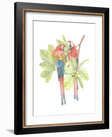 Costa Rica Macaws-Stacy Hsu-Framed Art Print