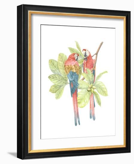 Costa Rica Macaws-Stacy Hsu-Framed Art Print