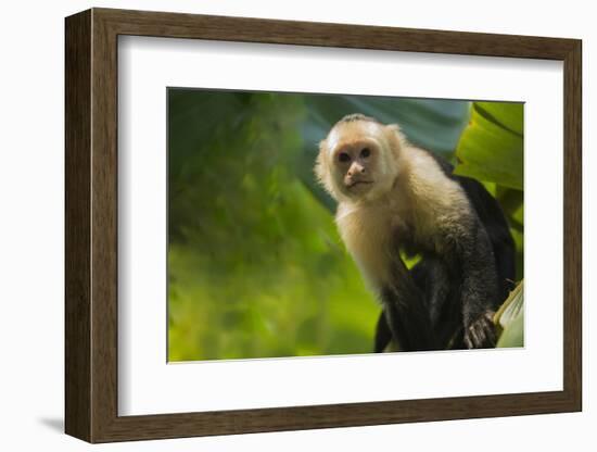 Costa Rica, monkey, spider monkey, tree-George Theodore-Framed Photographic Print