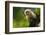 Costa Rica, monkey, spider monkey, tree-George Theodore-Framed Photographic Print