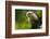 Costa Rica, monkey, spider monkey, tree-George Theodore-Framed Photographic Print