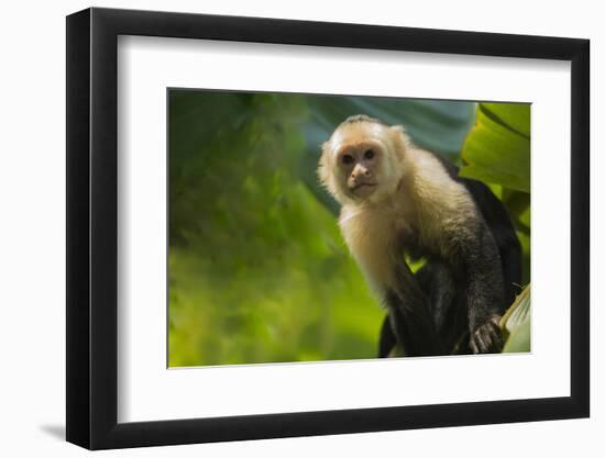 Costa Rica, monkey, spider monkey, tree-George Theodore-Framed Photographic Print