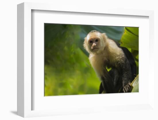 Costa Rica, monkey, spider monkey, tree-George Theodore-Framed Photographic Print