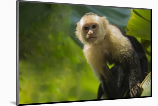 Costa Rica, monkey, spider monkey, tree-George Theodore-Mounted Photographic Print