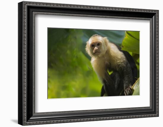 Costa Rica, monkey, spider monkey, tree-George Theodore-Framed Photographic Print