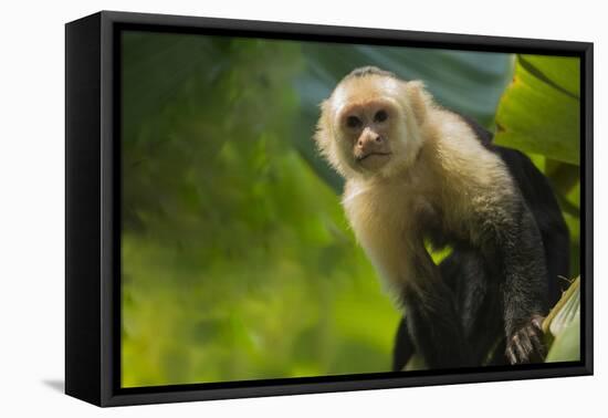 Costa Rica, monkey, spider monkey, tree-George Theodore-Framed Premier Image Canvas