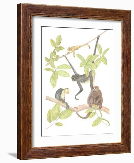 Costa Rica Monkeys-Stacy Hsu-Framed Art Print