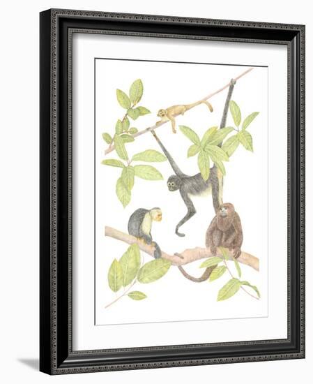 Costa Rica Monkeys-Stacy Hsu-Framed Art Print