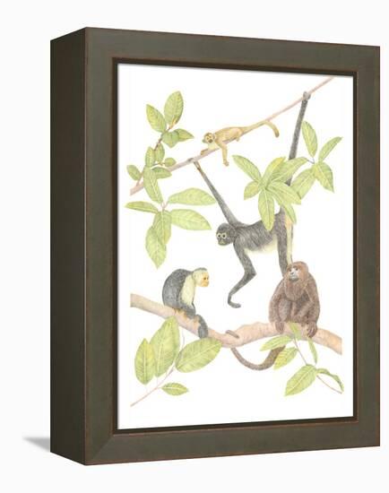 Costa Rica Monkeys-Stacy Hsu-Framed Stretched Canvas