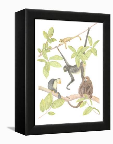 Costa Rica Monkeys-Stacy Hsu-Framed Stretched Canvas