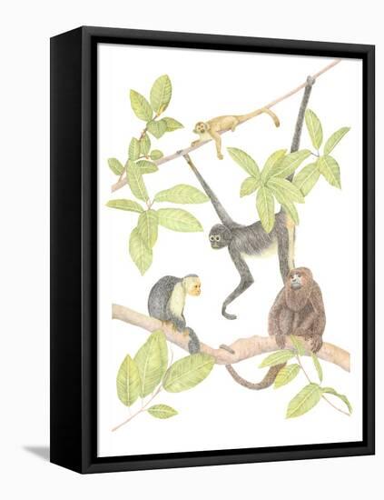 Costa Rica Monkeys-Stacy Hsu-Framed Stretched Canvas