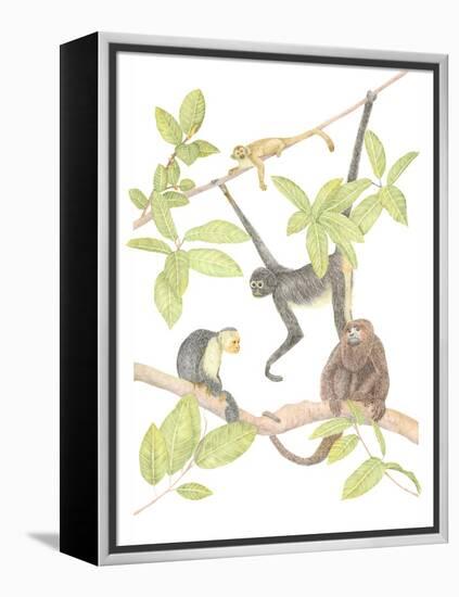 Costa Rica Monkeys-Stacy Hsu-Framed Stretched Canvas