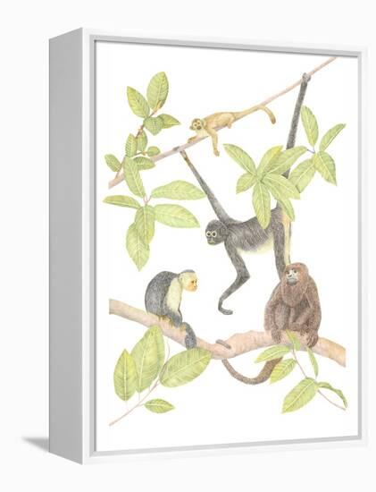 Costa Rica Monkeys-Stacy Hsu-Framed Stretched Canvas