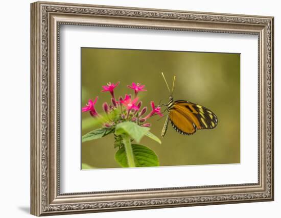 Costa Rica, Monteverde Cloud Forest Biological Reserve. Butterfly on Flower-Jaynes Gallery-Framed Photographic Print